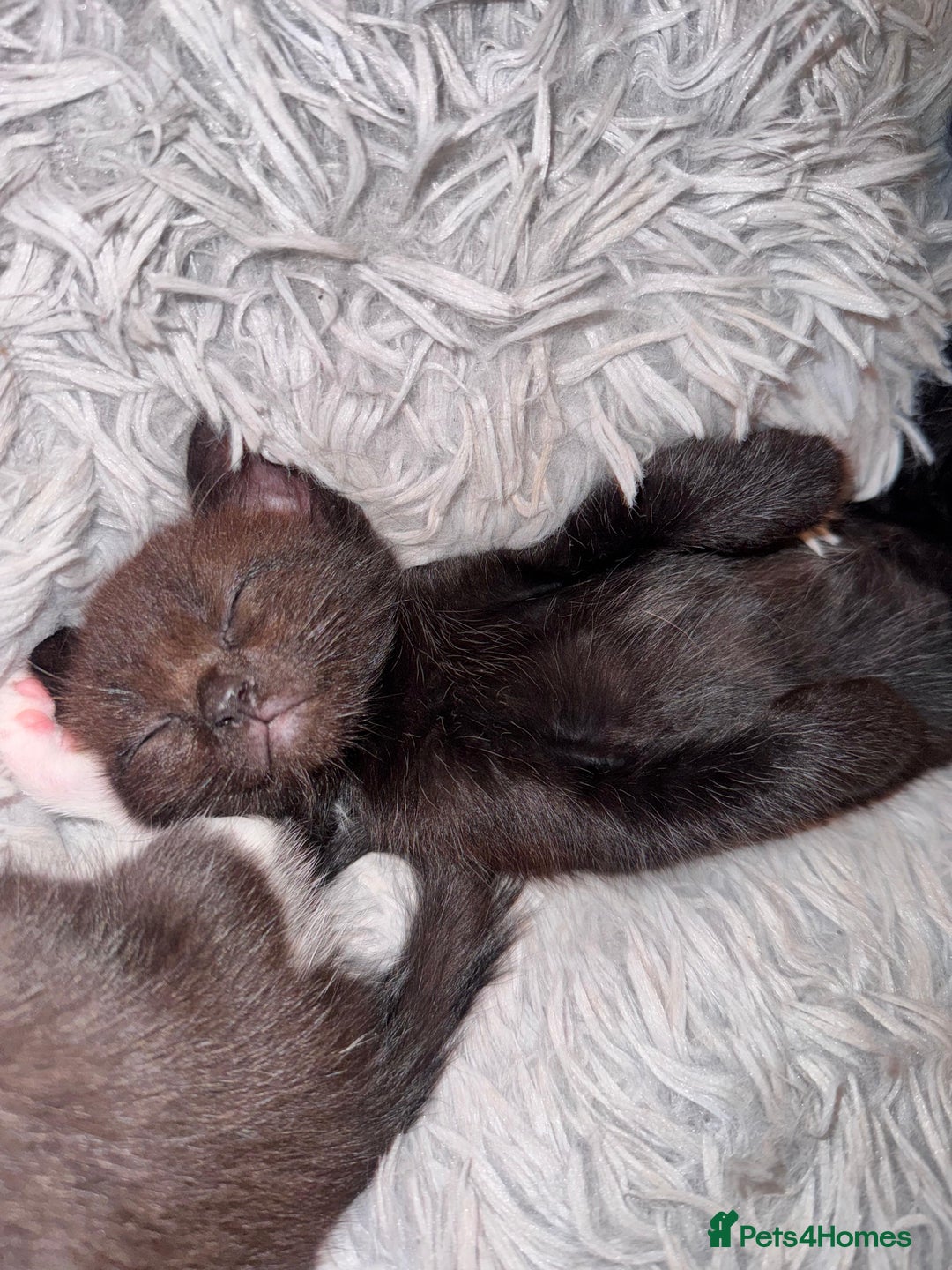 Mixed Breed cats for sale: 4 beautiful kittens, Bengal & British shorthair - Image 13