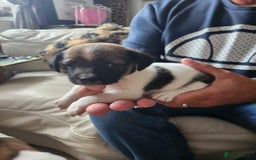 Jack Russell dogs for sale: 4 Beautiful Jack Russell puppies for sale - Image 2