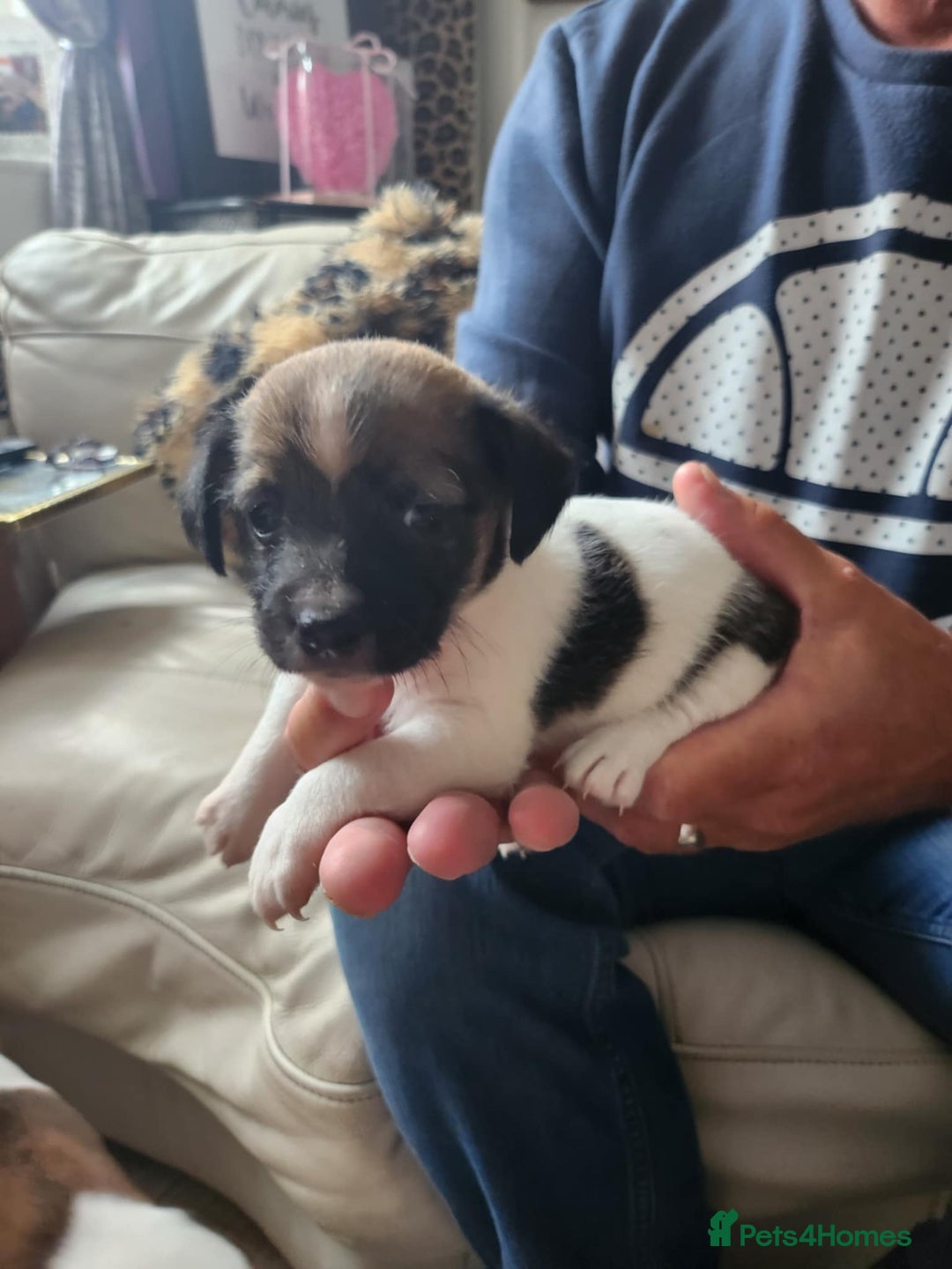 Jack Russell dogs for sale: 4 Beautiful Jack Russell puppies for sale - Image 2