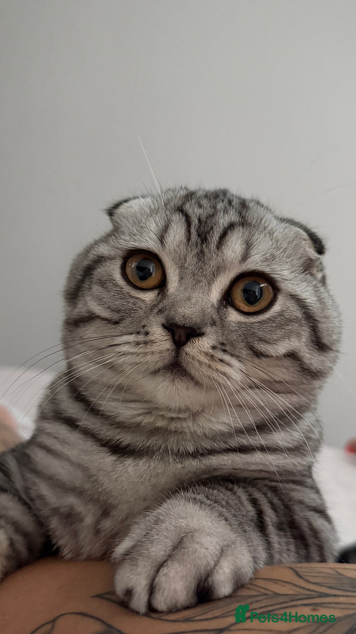 Scottish Fold cats Scottish fold  - Advert 1