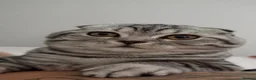 Scottish Fold cats for sale: Scottish fold  - Advert 1