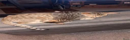 Savannah cats for sale: Savannah kittens  in Taunton - Advert 15