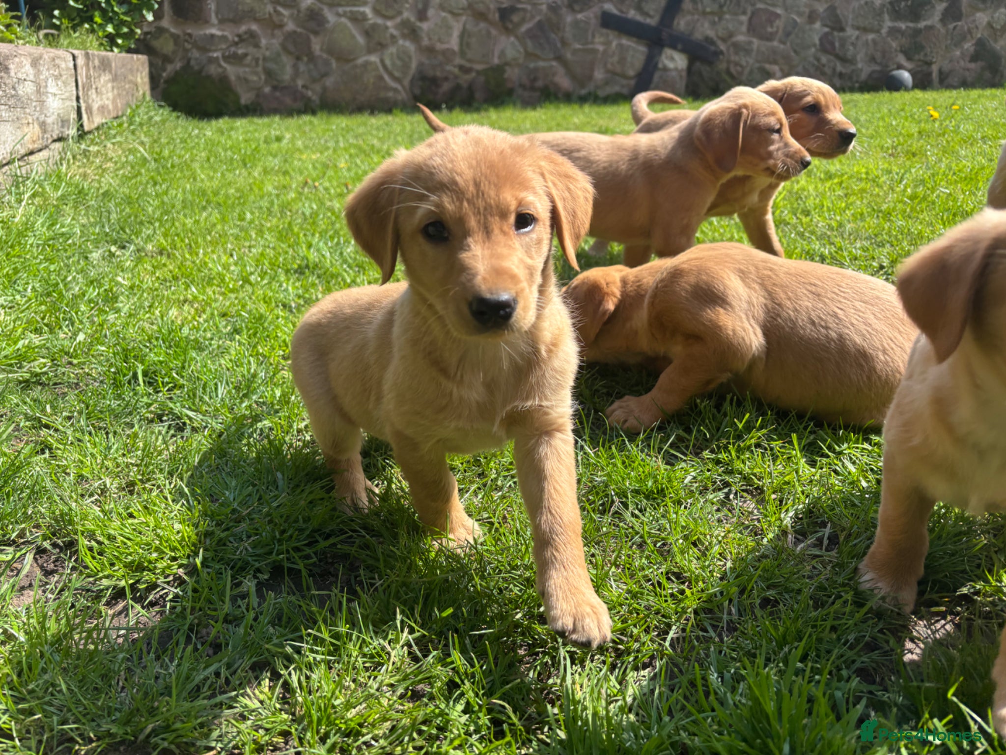 Goldador dogs ⭐️READY TO LEAVE⭐️F1 Goldendors Puppies⭐️ - Advert 2