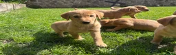 Goldador dogs for sale: ⭐️F1 Goldadors Puppies⭐️ - Advert 7