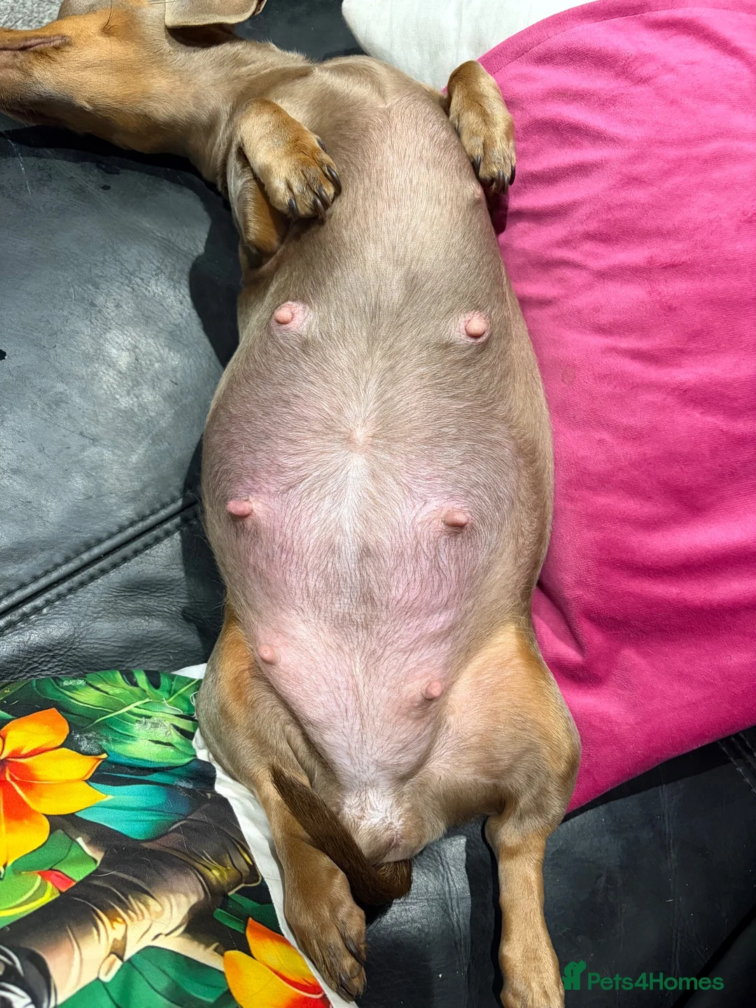 Miniature Dachshund dogs for sale: *HEALTH TESTED Miniature dachshund puppies  - Advert 3