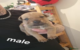 Staffordshire Bull Terrier dogs for sale: Puppies  - Image 7