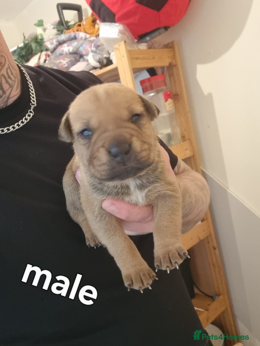 Staffordshire Bull Terrier dogs for sale: Puppies  - Image 7