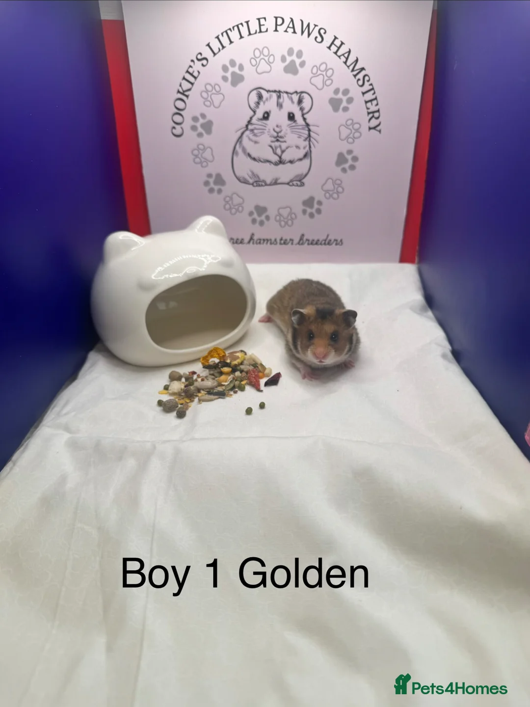 Hamster rodents for sale: Pedigree Syrian hamster babies  - Advert 1