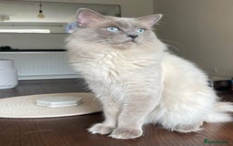 Ragdoll cats for sale: 🎀 Purebred European Ragdoll kittens 🎀  - Image 12