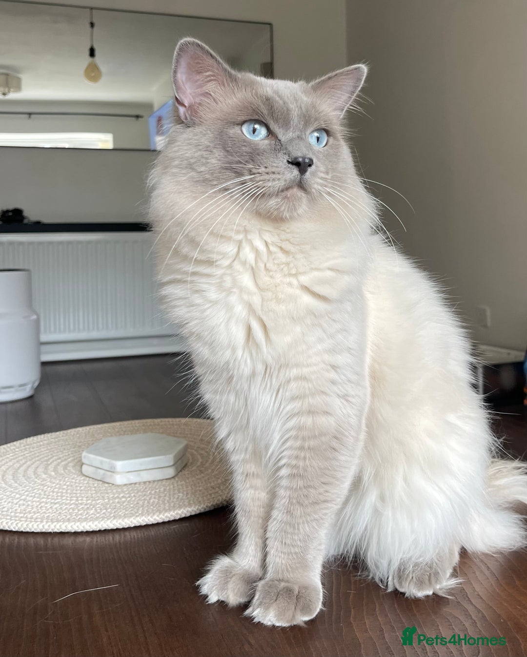 Ragdoll cats for sale: 🎀 Purebred European Ragdoll kittens 🎀  - Image 12