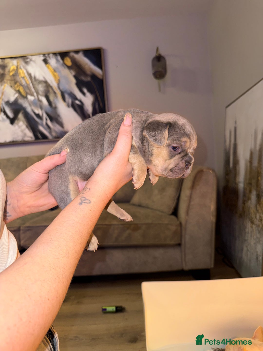 French Bulldog dogs for sale: 4 stunning French bulldogs carrying fluffy - Advert 5