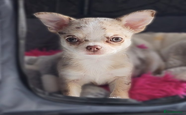 Chihuahua dogs - Advert 7