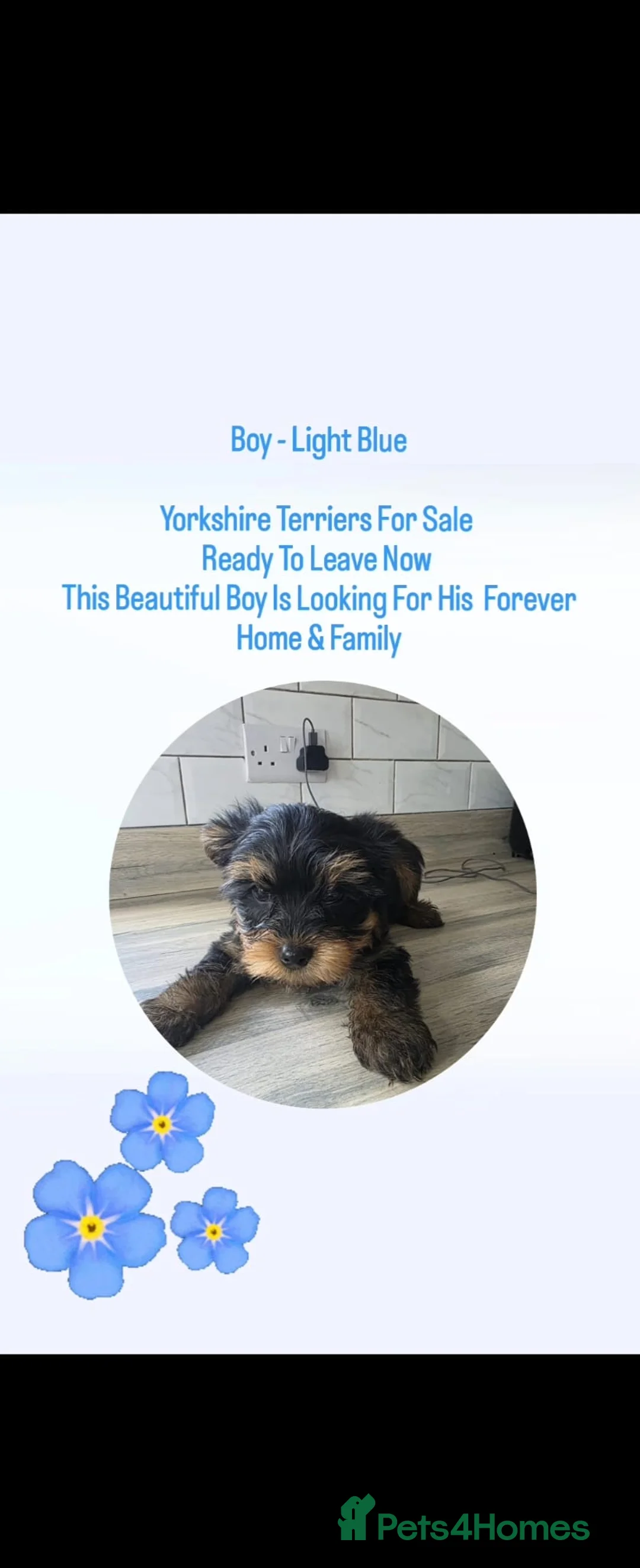Yorkshire Terrier dogs for sale: 7 Beautiful Yorkshire Terrier Puppies - Advert 1