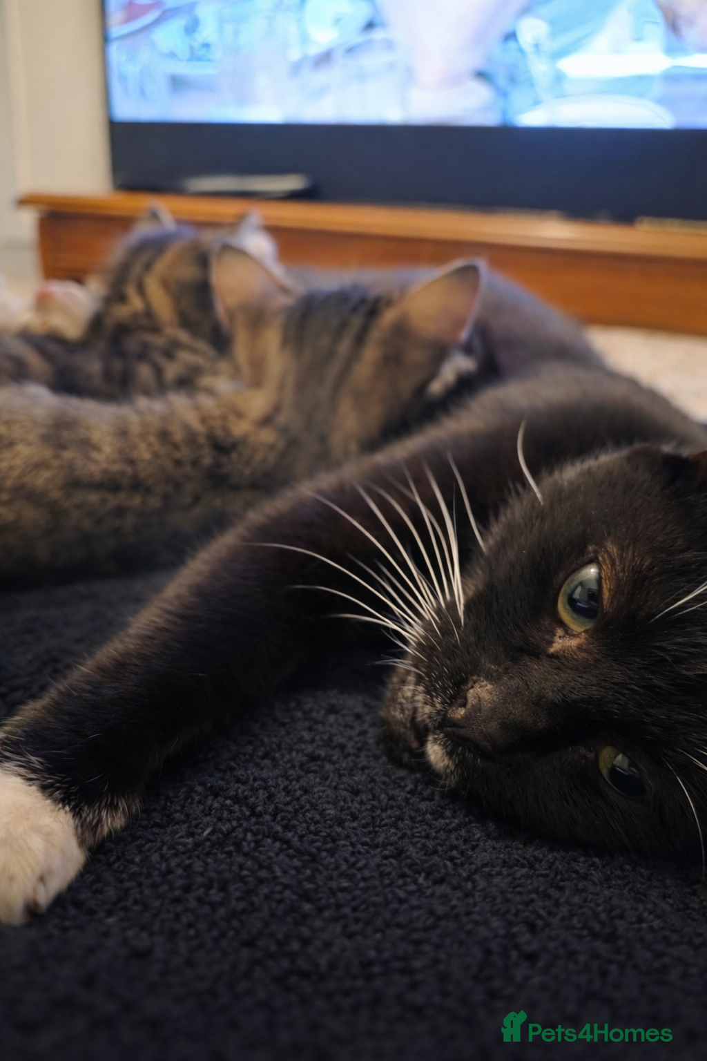 Mixed Breed cats Kittens - Advert 3