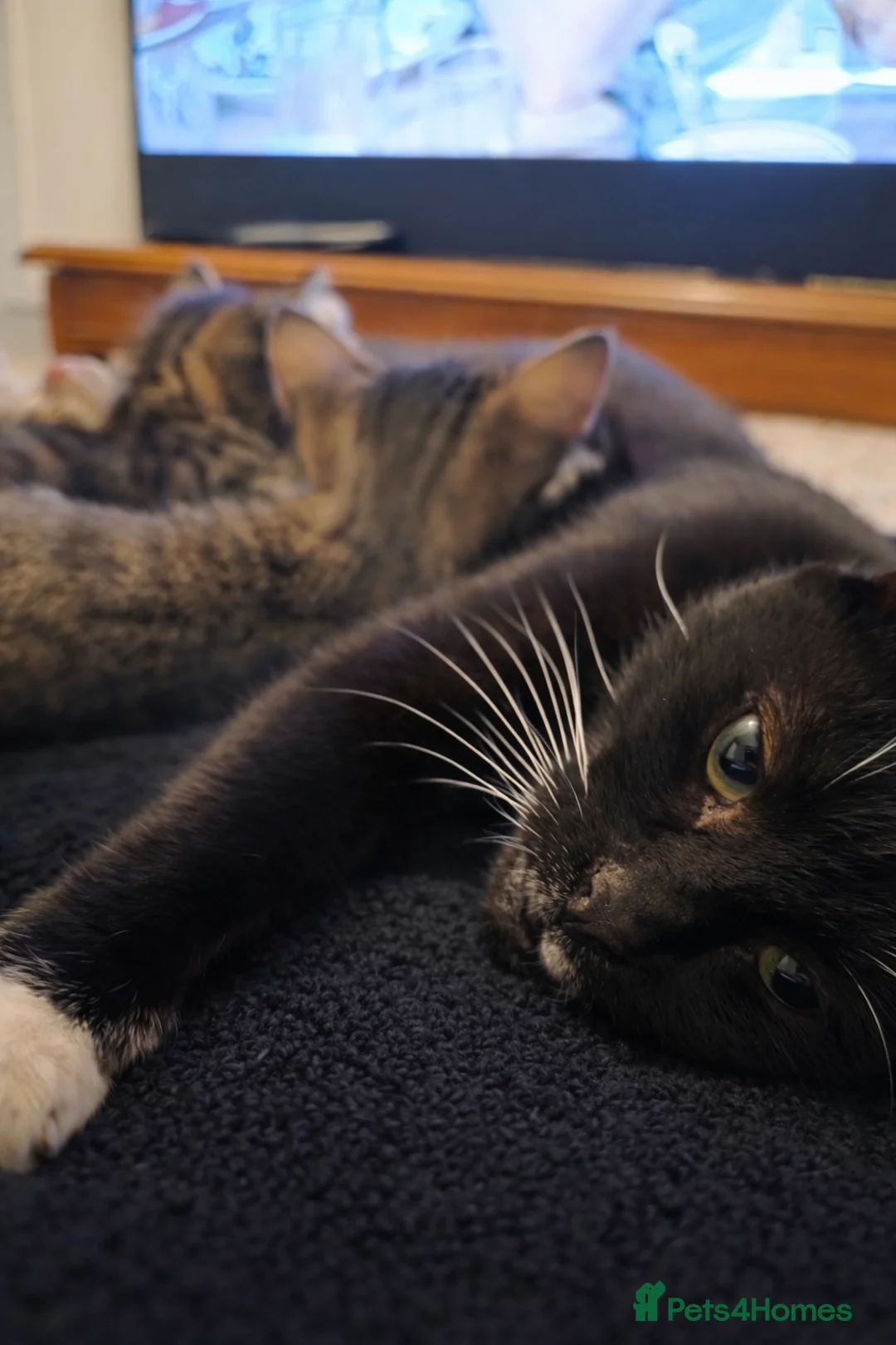 Mixed Breed cats for sale: Kittens - Advert 1