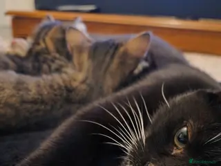 Mixed Breed cats Kittens - Advert 8