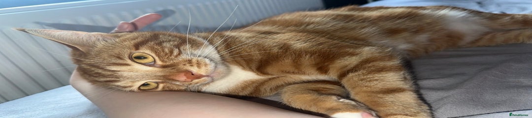 British Shorthair Kitten 1