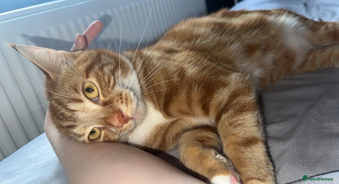 British Shorthair cats for sale: 2 adults cats looking for their forever home  - Image 4