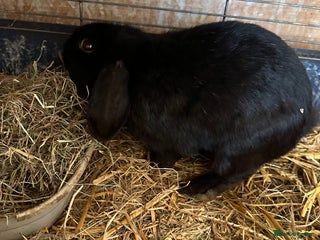 Mixed Breed rabbits in South Shields - Advert 4
