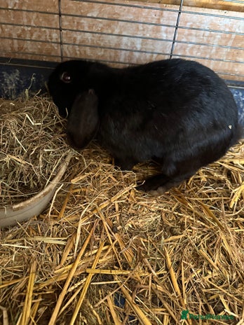 Mixed Breed rabbits Gorgeous black mix mini lip Rex males in South Shields - Advert 8