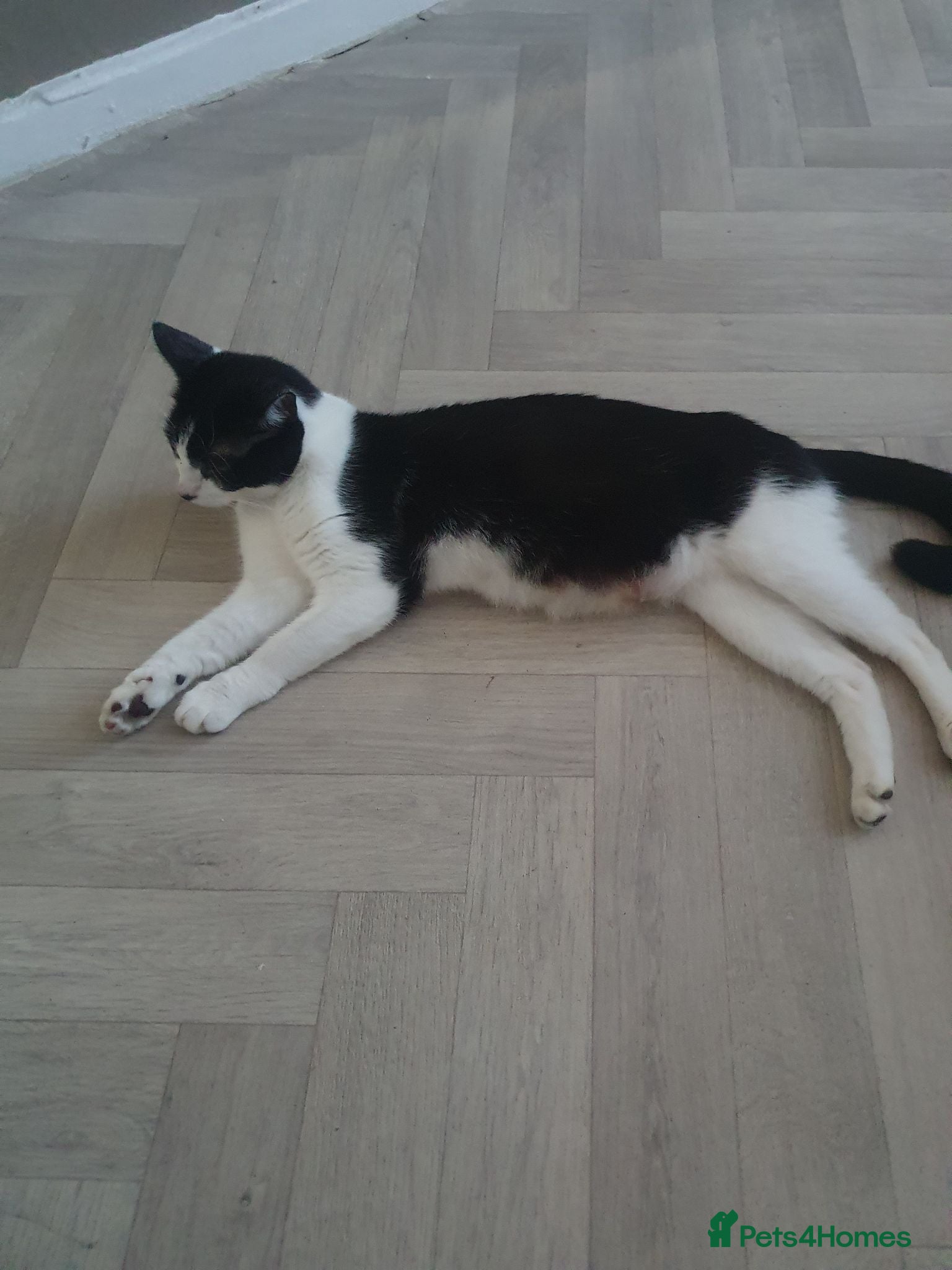 Mixed Breed cats Little girl lookin for new home  - Advert 1