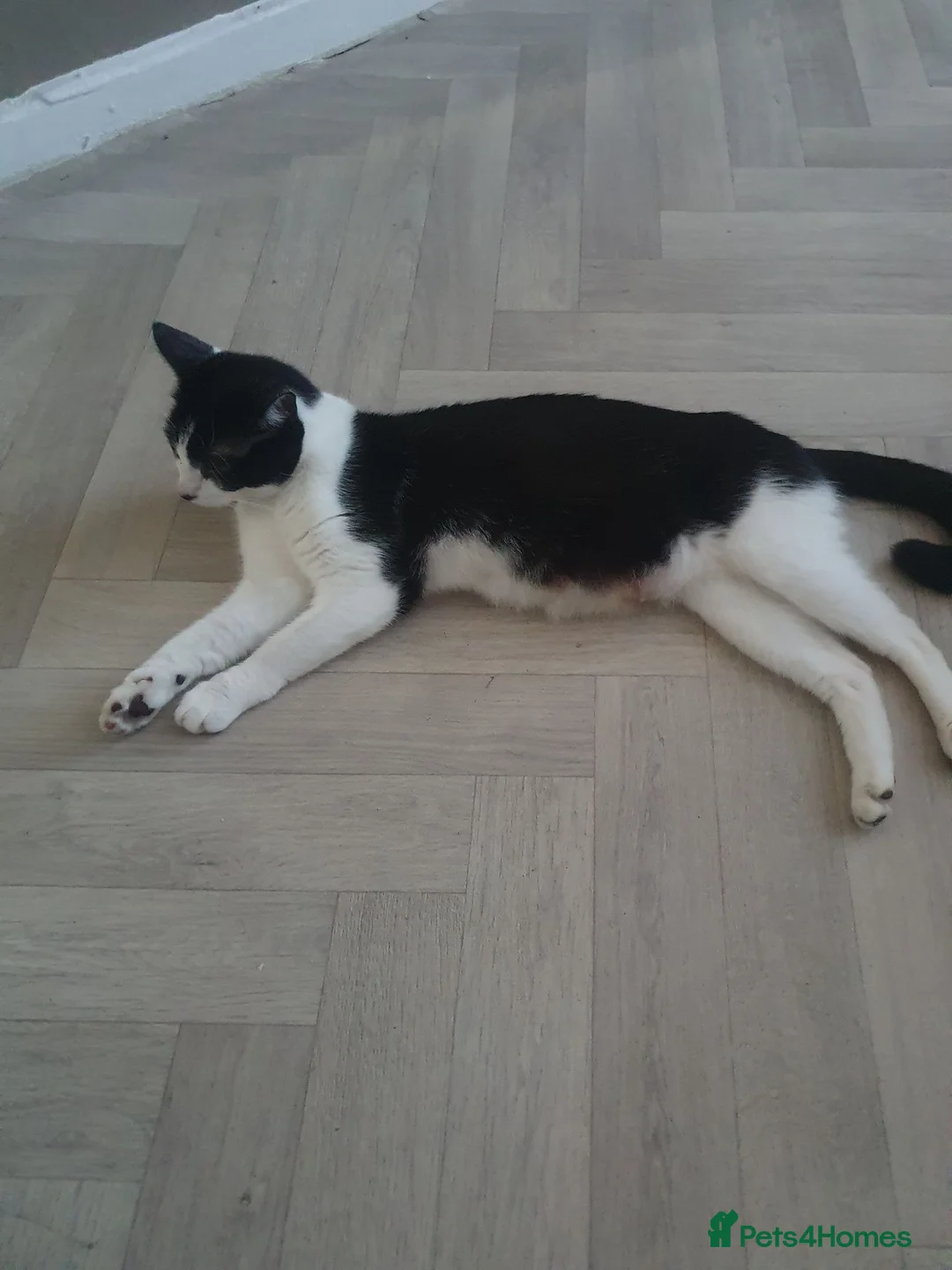 Mixed Breed cats for sale: Little girl lookin for new home  - Advert 1