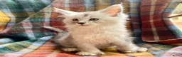 Maine Coon cats for sale: Silver Ticked Polydactyl Maine Coon Male - Advert 6