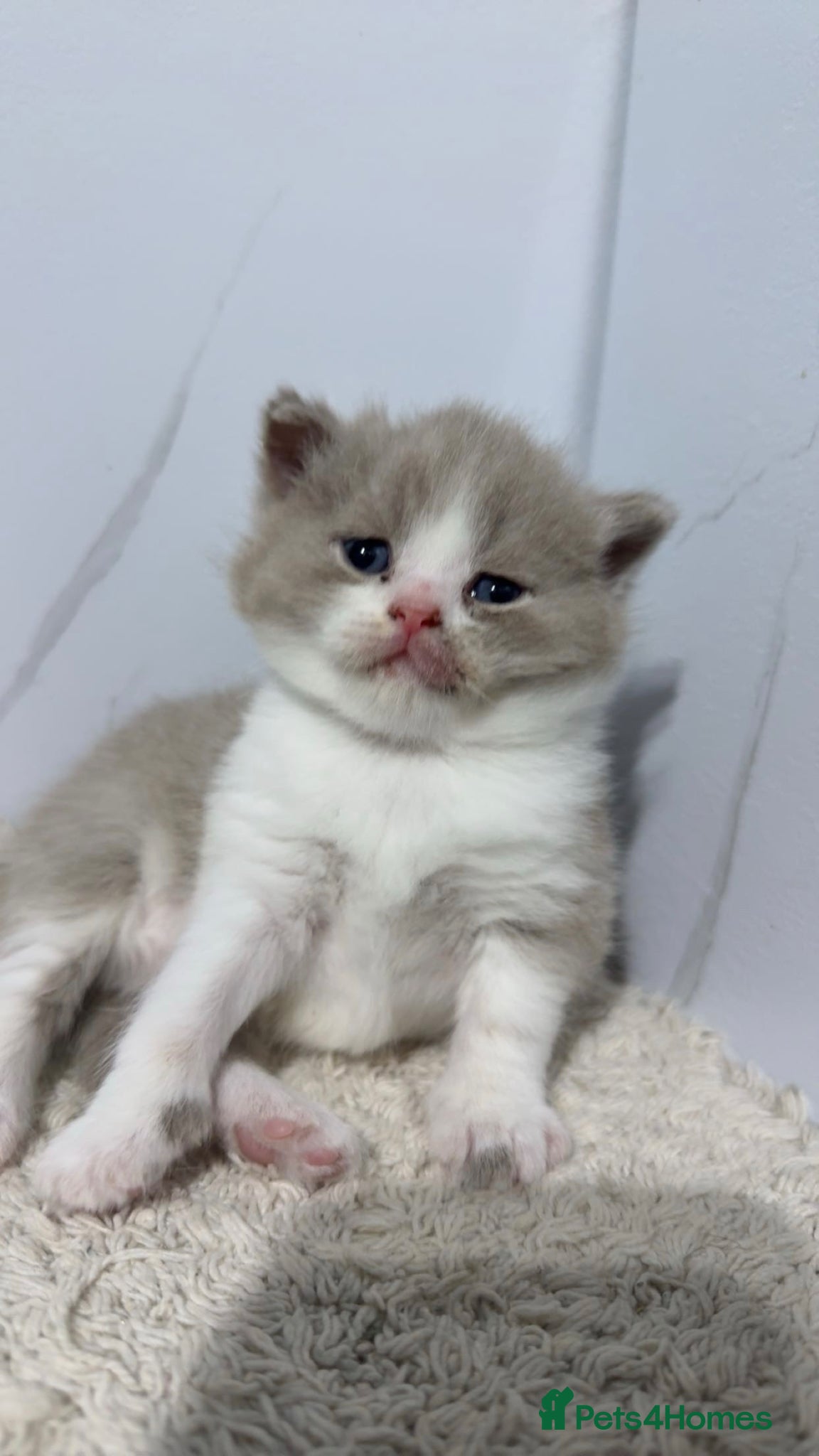 British Shorthair cats Chunky registered BSH kittens 🧸  - Advert 15