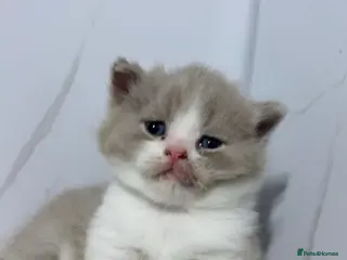 British Shorthair cats Chunky registered BSH kittens 🧸 - Advert 15