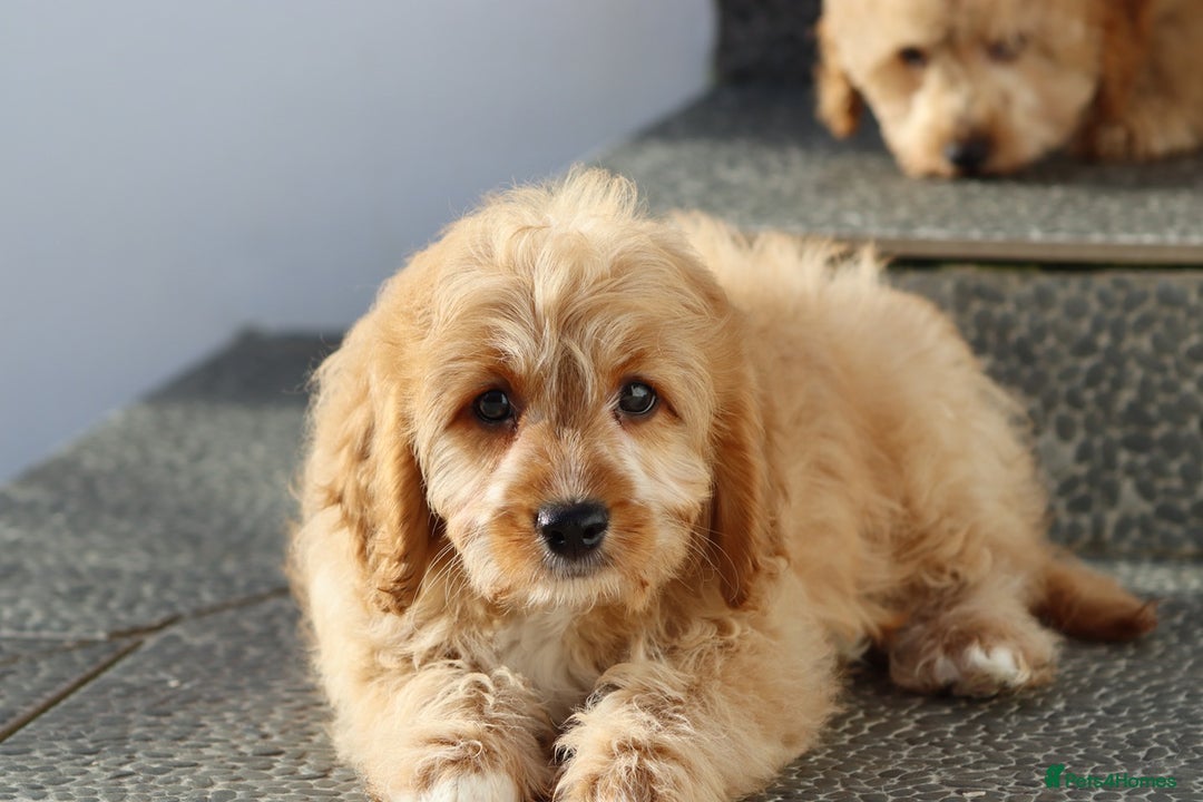 Cavapoo dogs for sale: F1 Cavapoo puppies for sale FULLY VACCINATED - Advert 27