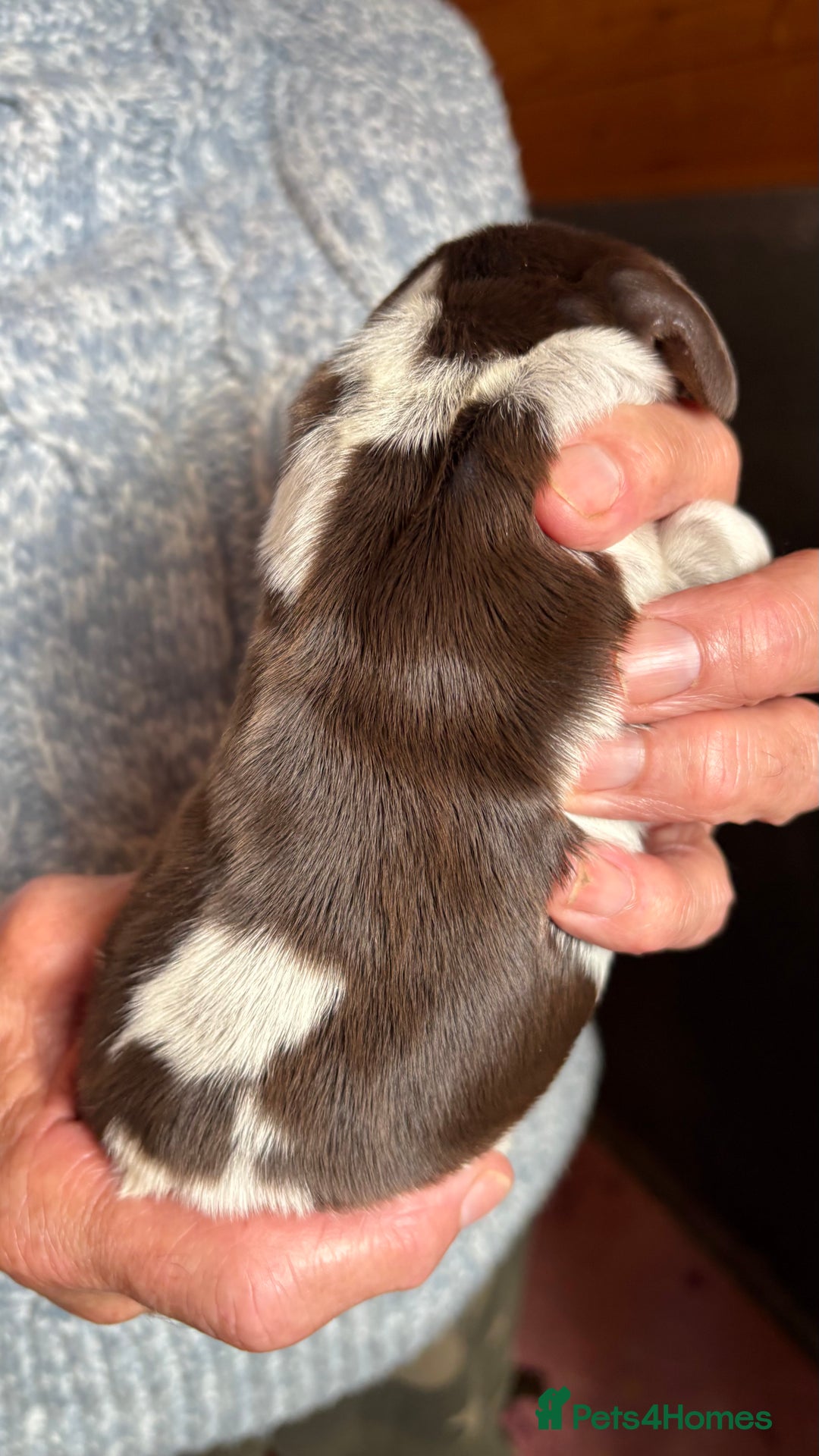 Cocker Spaniel dogs for sale: Show cocker spaniel pups  - Image 3