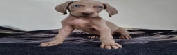 Weimaraner dogs for sale: Blue and Silver Weimaraner  - Advert 9