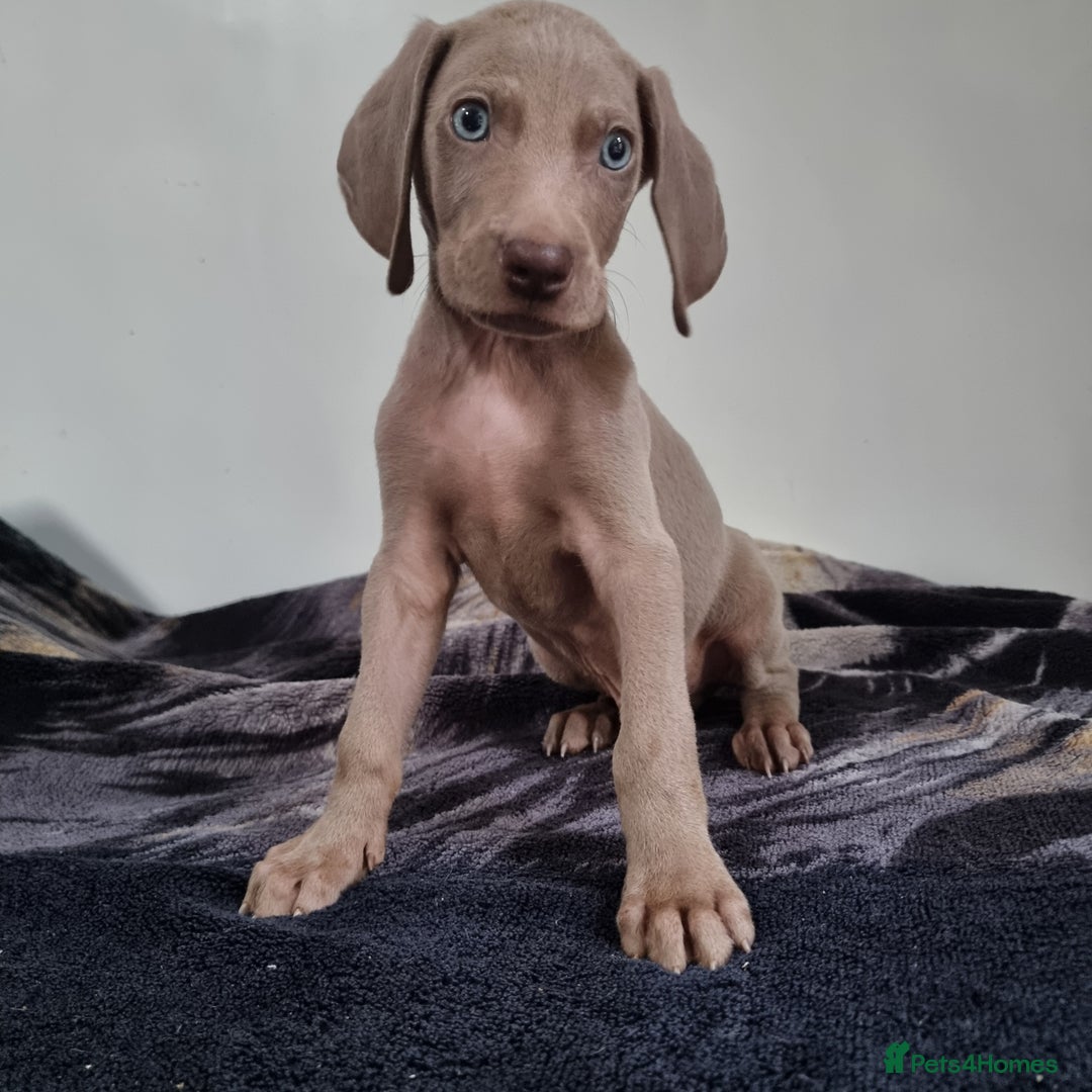 Weimaraner dogs for sale: Blue and Silver Weimaraner  - Image 9