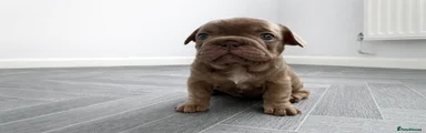 French Bulldog Puppy 4