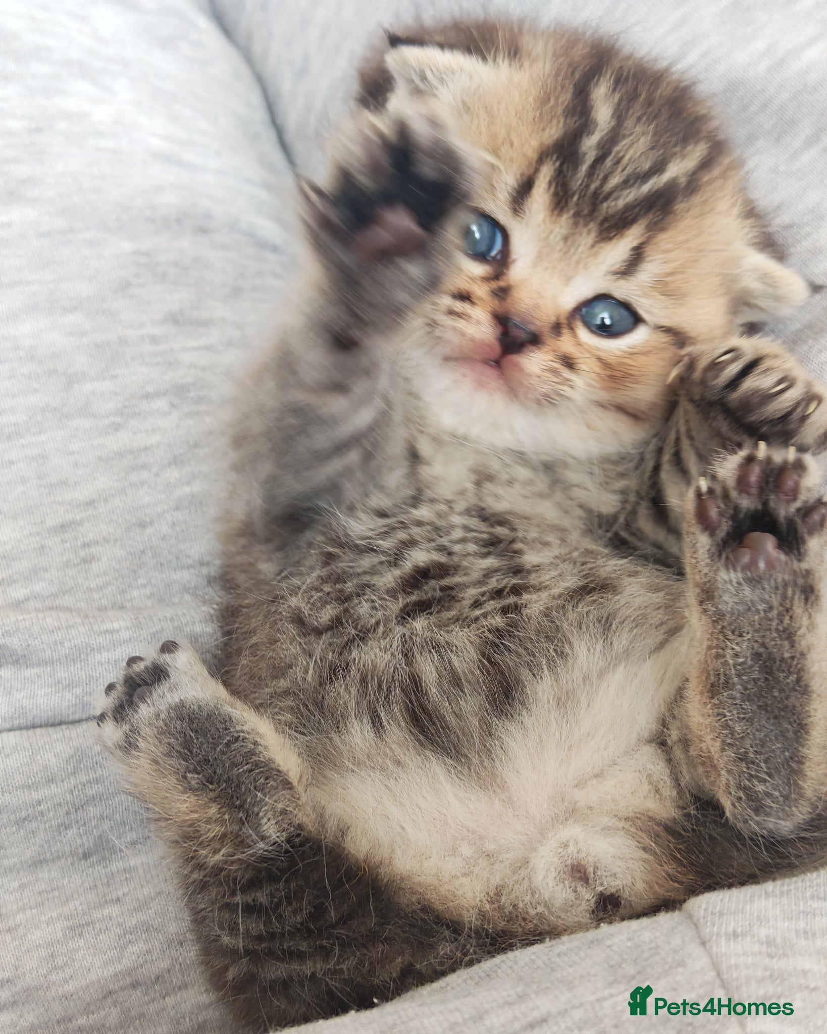 Scottish Fold cats Beautiful Scottish fold kittens READY NOW  - Advert 3