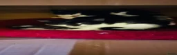 Domestic Shorthair cats for sale: Beautiful kittens  - Advert 6