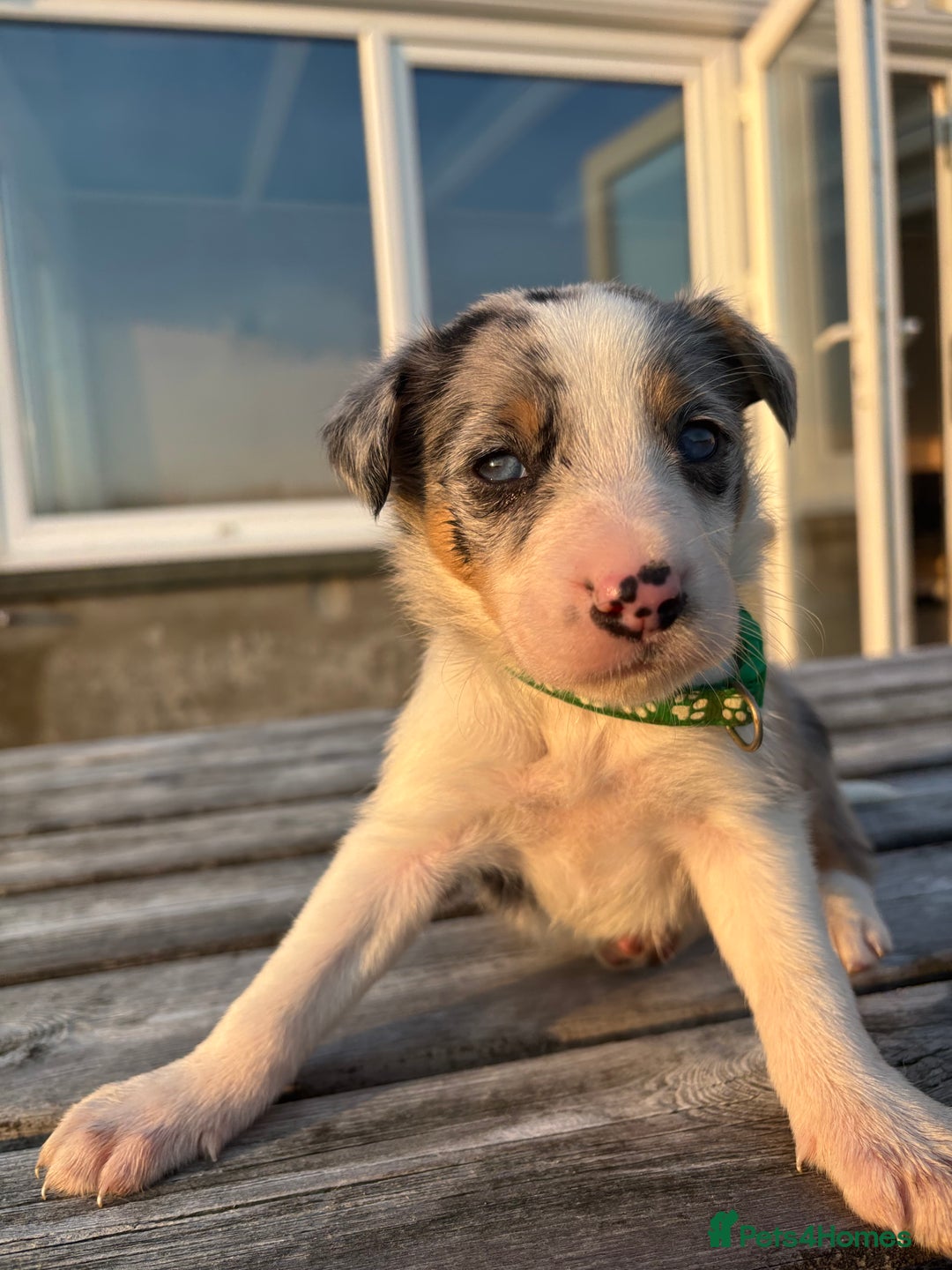 Border Collie dogs for sale: Ready to go! Beautiful Border Collie pup in Haverfordwest - Image 18