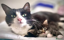 Mixed Breed cats for sale: 3 Fluffy Ragdoll X Kittens available!! - Image 8