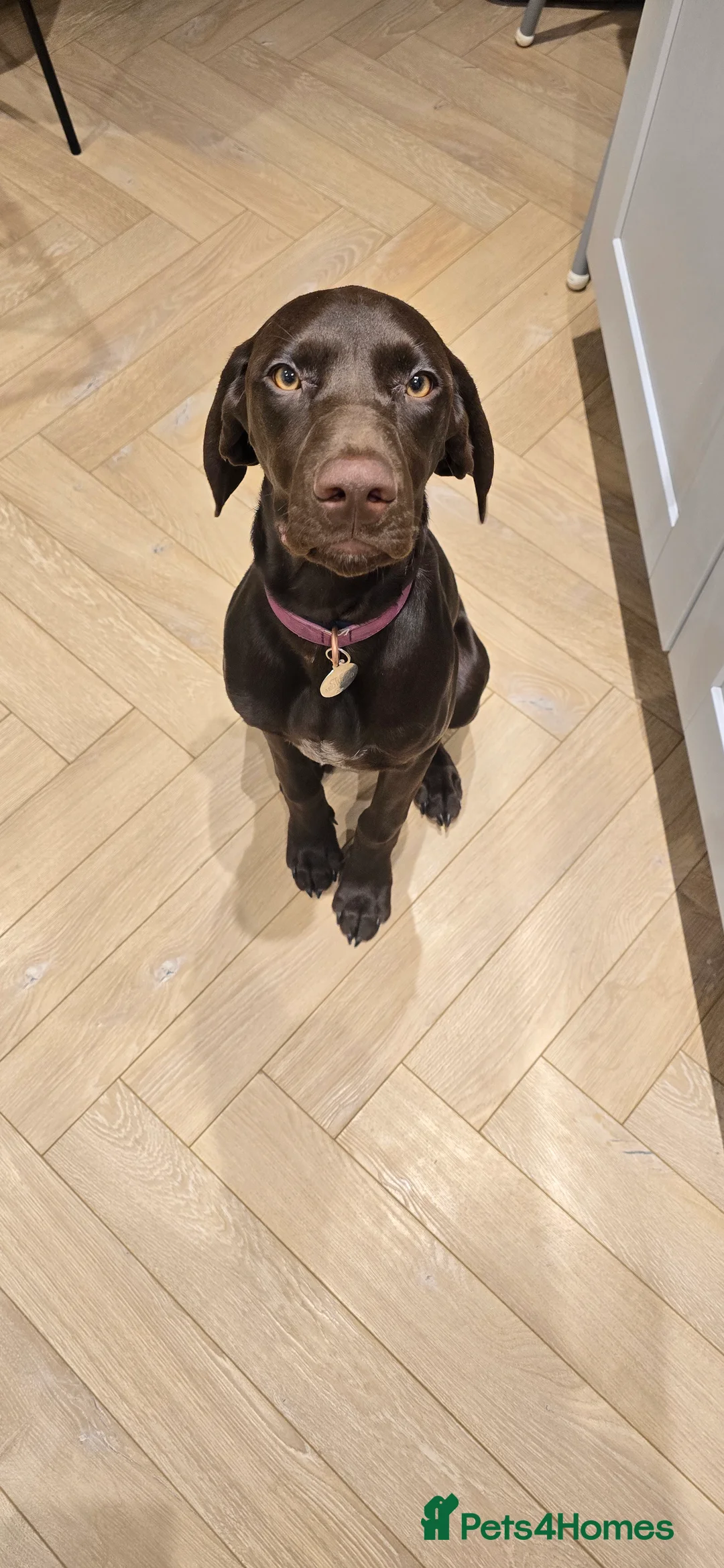 German Shorthaired Pointer dogs for sale: Rehoming our female GSP puppy, Cleo – 7 months old - Advert 6