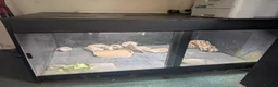 Tortoise reptiles for sale: 1x CB15 M and 1x CB19 F Indian Star Tortoise in Lincoln - Advert 11