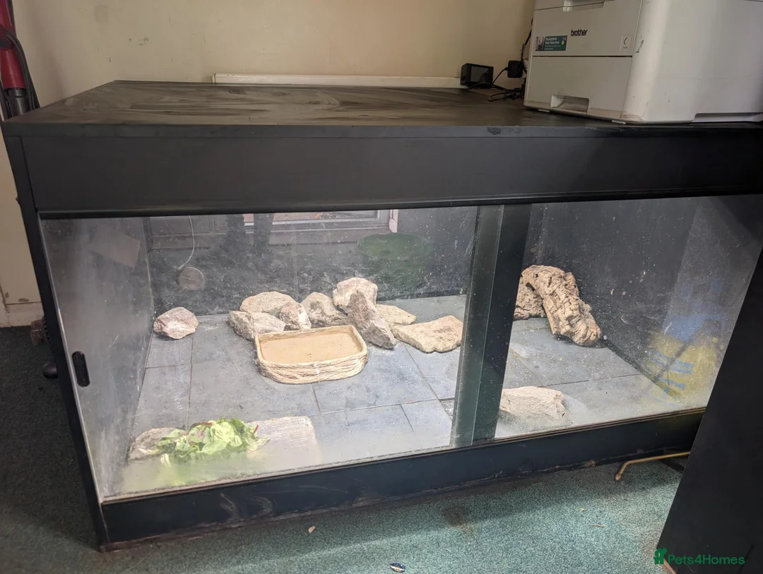 Tortoise reptiles for sale: 1x CB15 M and 1x CB19 F Indian Star Tortoise in Lincoln - Advert 11