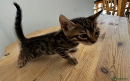 Bengal cats for sale: Mixed Bengal x Tabby - Image 19