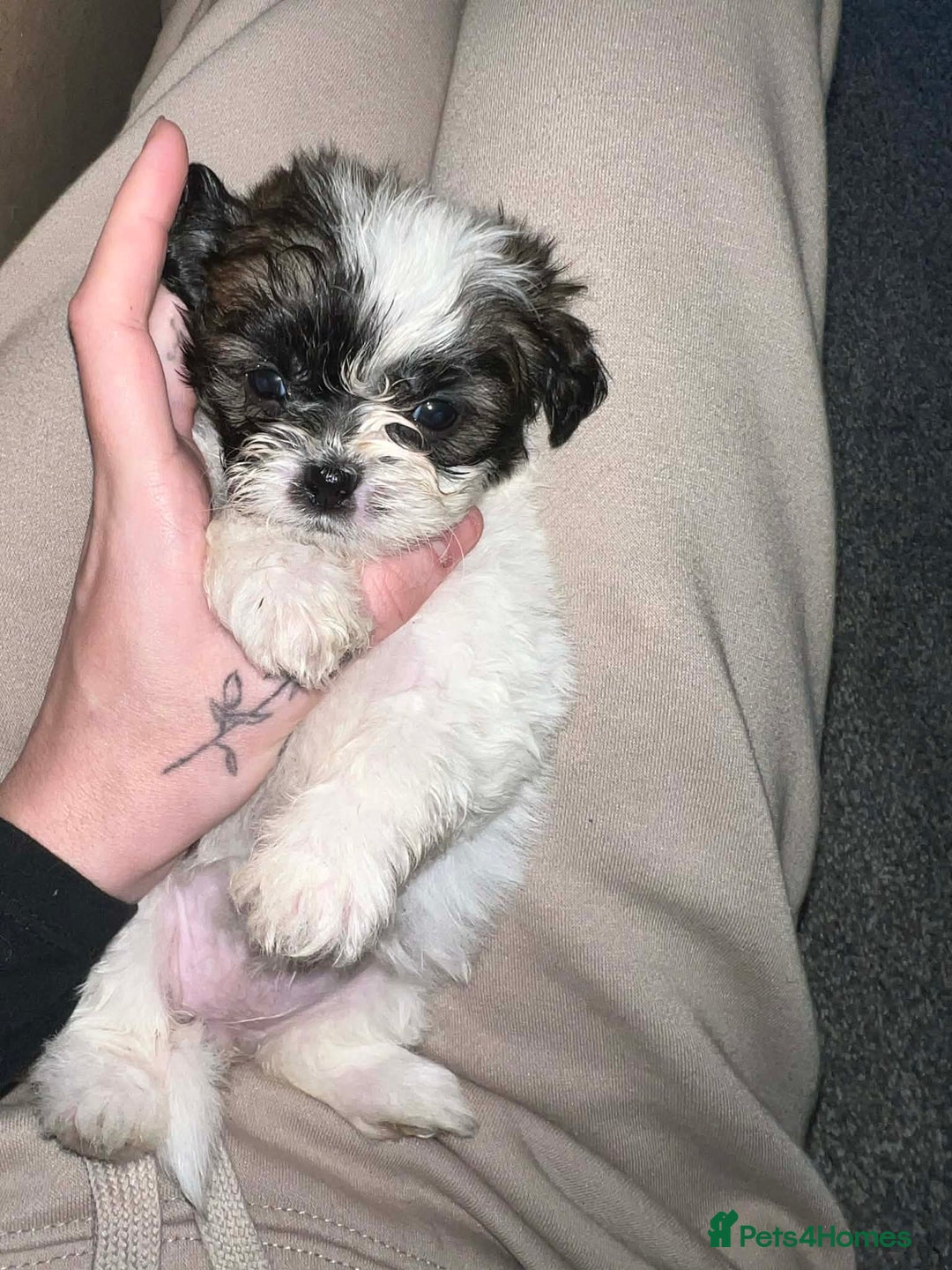 Zuchon dogs for sale: Bichon x Westie x Shih zu  - Advert 9