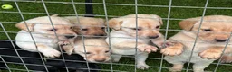 Labrador Retriever dogs for sale: Well handled Labrador puppies need a loving home - Advert 4