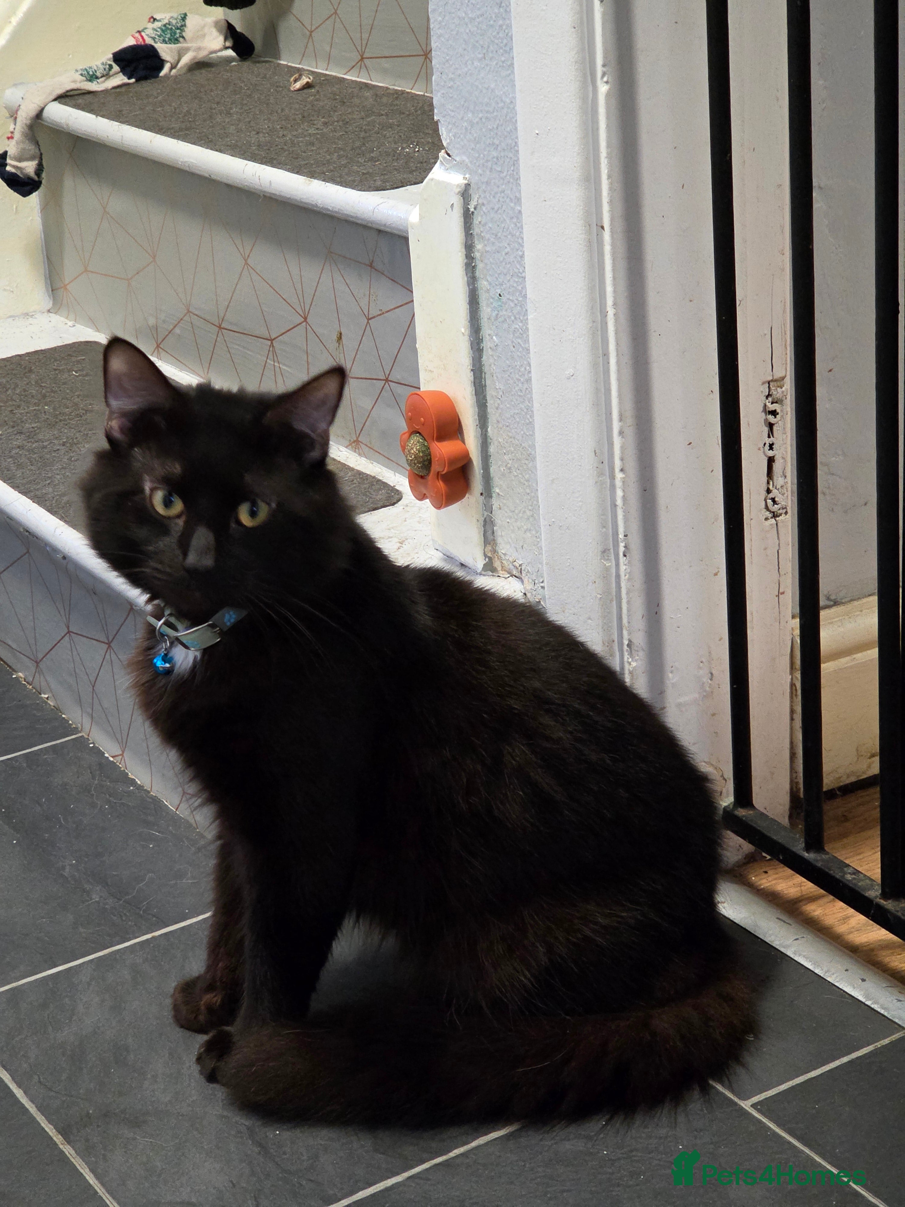 Mixed Breed cats Long haired male  - Advert 2