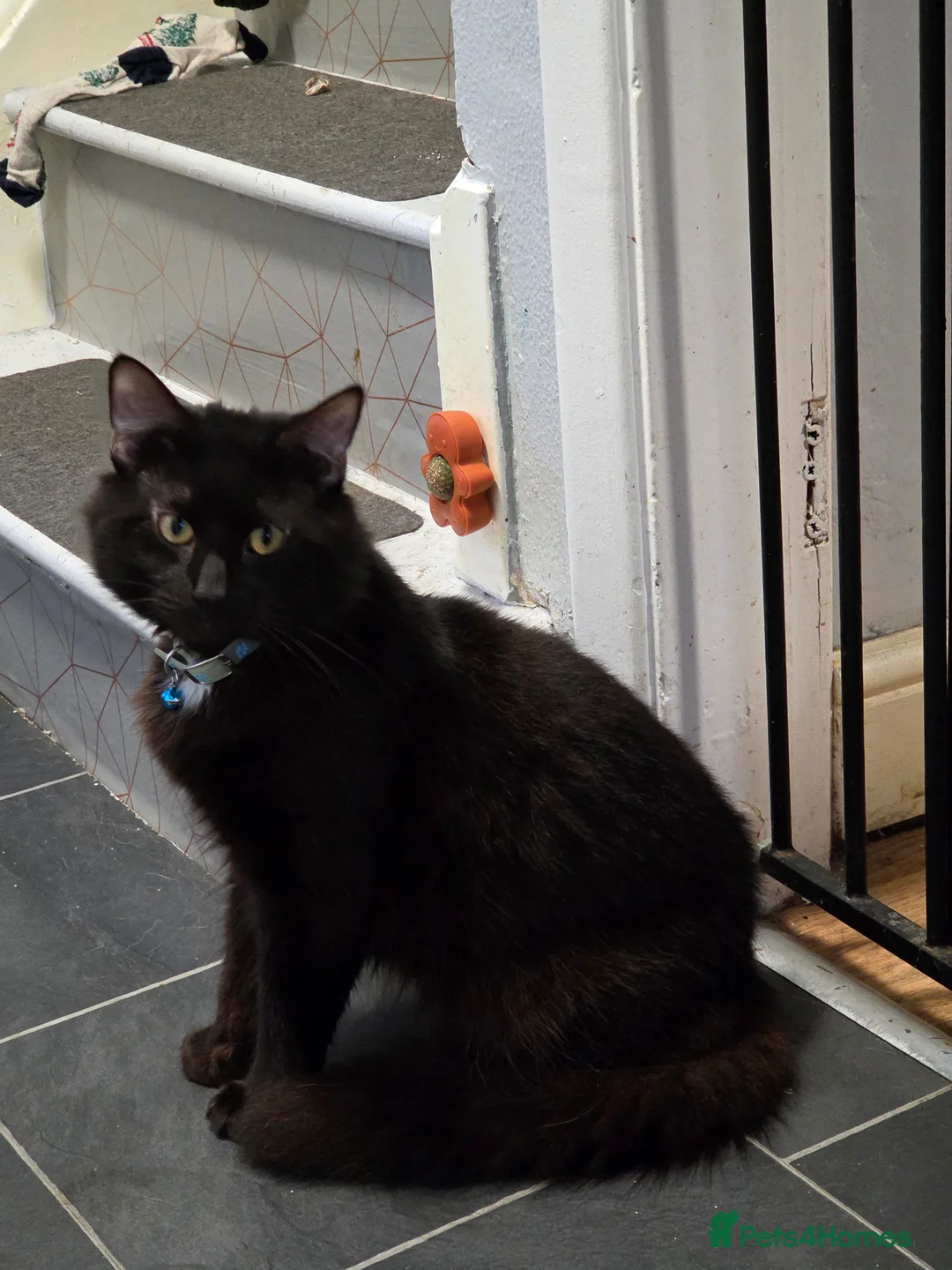 Mixed Breed cats for sale: Long haired male  - Advert 1