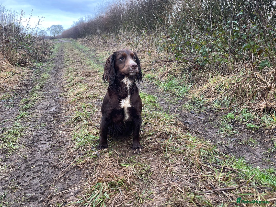 Cocker Spaniel dogs for sale: 8 AMAZING KC REG WORKING COCKER SPANIEL PUPPIES - Image 37