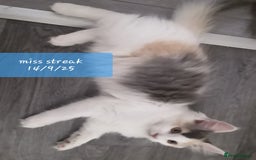 Ragcoon cats for sale: FINAL REDUCTION £300  Stunning, chunky ragcoons  - Image 39