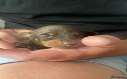Miniature Dachshund dogs for sale: Chocolate Pedigree Miniature Dachshund Ready Now  - Image 1