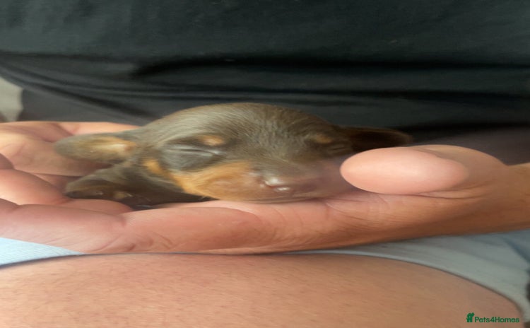 Miniature Dachshund dogs - Advert 3